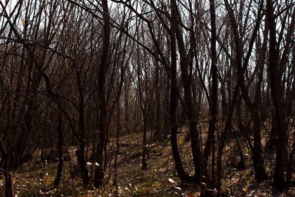 森林小路 树叶落在地面上 自然界泥泞而崎岖的道路上 秋天漫步 — 图库照片