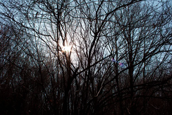 在朦胧的落日森林背景下 树枝间出现了太阳光 — 图库照片