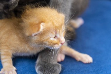 Yeni doğmuş turuncu tekir kedi annesinin pençesi, kedi yavrusu konsepti, yarı açık gözlü yeni doğmuş kedi uzanıyor, sevimli küçük kedi yavrusu konsepti, komik kırmızı bebek kedi