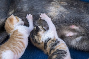 İki yeni doğmuş kedi annelerinin memesinden süt içerler, kedi yavrusu konsepti, sevimli hayvan fikri, yakın plan oturma manzarası, renkli yeni doğmuş kediler, kedi emzirme