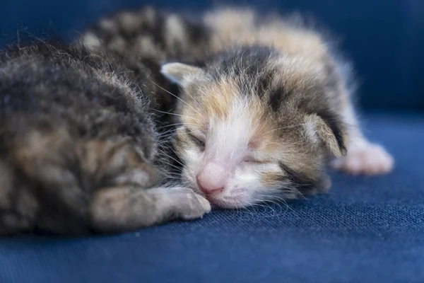 Gatos Recém Nascidos Calico Tabby Dormindo Juntos Adorável Bebê Recém — Fotografia de Stock