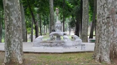 Çeşmede yıkanan iki karga, Gulhane Parkı çeşmesinde yakın plan kargalar, şehir kuşları konsepti, bulanık ağaç arka planı, seçici odak, İstanbul 'da gezici mekanlar