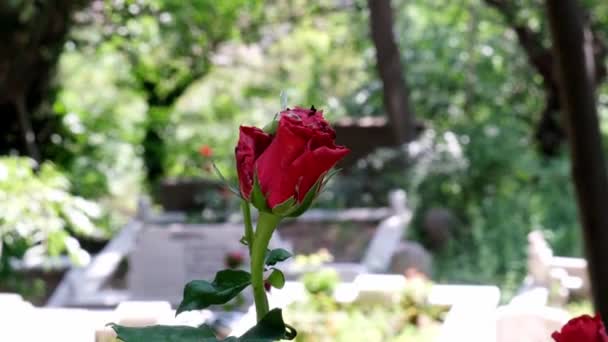 红玫瑰以墓地为背景 有选择的焦点 4K60 Fps有玫瑰花的墓地 来世的概念 有树木的墓地 丧葬的想法 — 图库视频影像