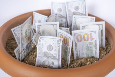Topraktan büyüyen dolar banknotları, tarım konseptinden para kazanma, topraklı saksıdan Amerikan doları, para ağacı fikri, beyaz arka planlı izole edilmiş, oturma manzaralı.
