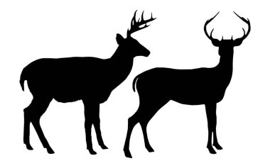 Boynuzlu erkek geyik silueti seti, beyaz arka planda izole edilmiş, vahşi hayvan konsepti, siyah renkli vahşi hayvan, erkek geyik ikonu, sembol fikri, kenar görüş