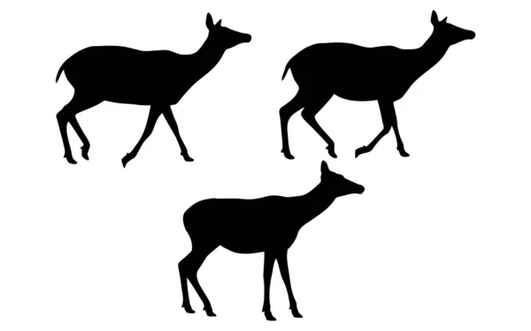 三只行走的无角母鹿剪影矢量集 独立于白色背景 野生动物概念 充满了黑色野生动物 母鹿图标 符号概念 侧面观鸟 — 图库矢量图片