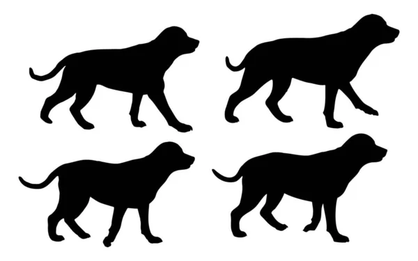 步行的Rottweiler犬轮廓矢量集 白色背景隔离 宠物动物概念 填充黑色大狗 四个Rottweiler犬图标集 符号概念 侧面视图 — 图库矢量图片