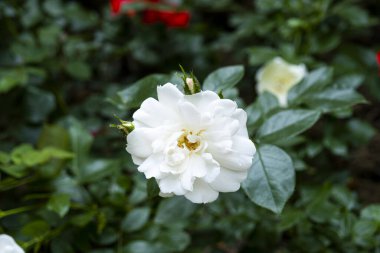 Üstten bakıldığında beyaz gül, çiçek kavramı, arka planda yeşil dalları olan çiçek, narin tomurcuk, beyaz bir gülün yakın çekimi, doğada yüksek kaliteli görüntüler, güzel bir çiçek.