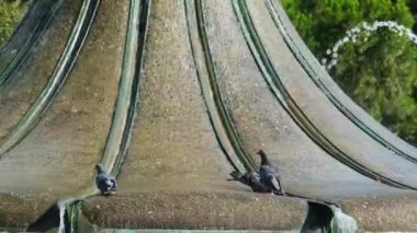 Taksim Park 'taki çeşmeden su içen güvercinler, güvercinlerin su içtiği 4k 60 fps video, birkaç vahşi kuş, park ve doğa fikri.