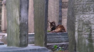 Eski Osmanlı mezarlıklarında patilerini yalayan kedi, başıboş kedi fikri, İstanbul 'da tarihi taşlar, mezar taşında yalnız oturan sokak kedisi, mezar taşında evsiz kedi yavrusu.