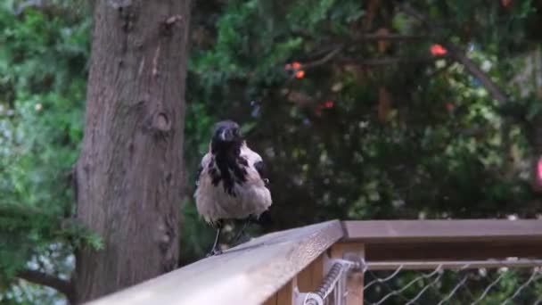 Gros Plan Corbeau Marchant Dans Une Clôture Bois Mise Point — Video