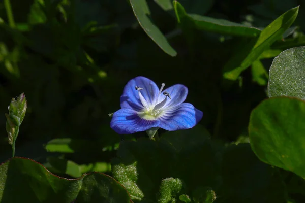 Mavi Mor Gün Çiçekleri Seçici Odak Oturma Manzarası Yeşillikler Arasında — Stok fotoğraf