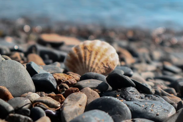 stock image Seashell stuck in pebble, cool colors pebble beach coast and shell, blurred photography, selective focus, vacation concept, front view