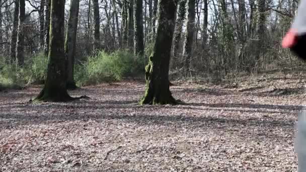 Beautiful Young Man Running Woods Man Training Park Italy Concept — Video Stock