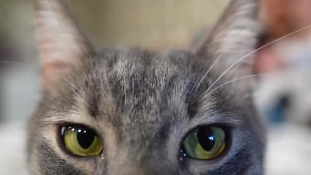 好奇心旺盛な猫がカメラを覗き込む 面白い猫はリードシーンを取ります — ストック動画