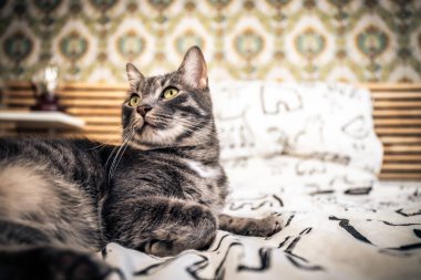 Portrait of a beautiful gray cat looking at the camera. Concept of tenderness and love for animals.