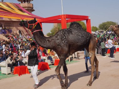 Bikaner Rajasthan, Hindistan: 14 Ocak 2018 Deve Boyama.