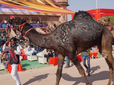 Bikaner Rajasthan, Hindistan: 14 Ocak 2018 Deve Boyama.
