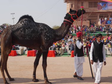 Bikaner Rajasthan, Hindistan: 14 Ocak 2018 Deve Boyama.