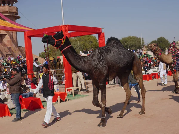 Bikaner Rajasthan Indie Stycznia 2018 Malarstwo Wielbłądzie Przez Ścięte Włosy — Zdjęcie stockowe