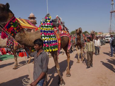 Bikaner Rajasthan, Hindistan: 14 Ocak 2018 En İyi Hintli Deve Festivali 'nde Deve Madalyası.