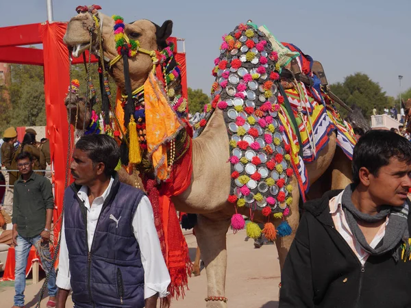 Bikaner Rajasthan India Gennaio 2018 Cammello Decorato Top Indias Camel — Foto Stock