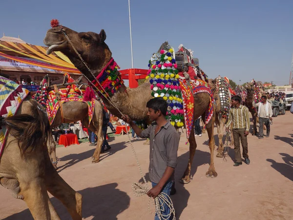 Bikaner Rajasthan India January 2018 Διακοσμημένη Καμήλα Στο Top Indias — Φωτογραφία Αρχείου