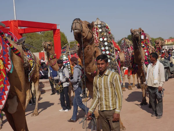 Bikaner Rajasthan India Gennaio 2018 Cammello Decorato Top Indias Camel — Foto Stock
