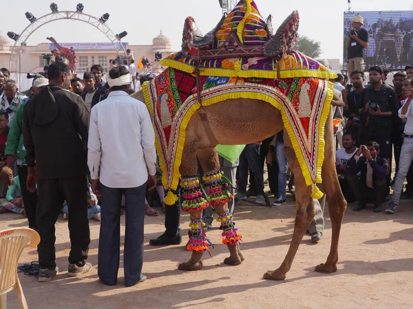 stock image Bikaner Rajasthan, India : January 14, 2018  Decorated Camel at Top Indias Camel Festival Bikaner Camel Festival.
