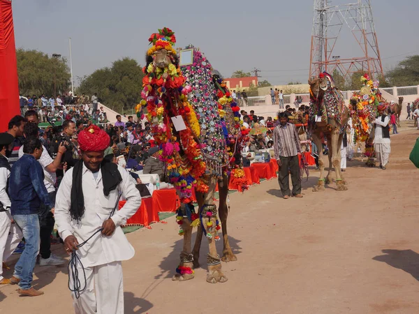 stock image Bikaner Rajasthan, India : January 14, 2018  Decorated Camel at Top Indias Camel Festival Bikaner Camel Festival.