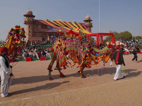 Bikaner Rajasthan India January 2018 Decorated Camel Top Indias Camel — 스톡 사진