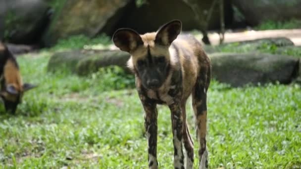 公園でリラックスするペイントドッグまたはケープハンティング犬としても知られているアフリカの野生の犬 — ストック動画