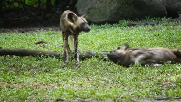 Perro Salvaje Africano También Conocido Como Perro Pintado Perro Caza — Vídeos de Stock