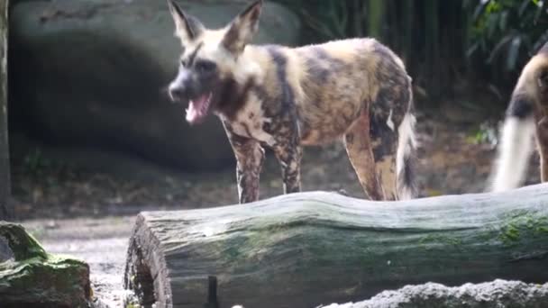公園でリラックスするペイントドッグまたはケープハンティング犬としても知られているアフリカの野生の犬 — ストック動画