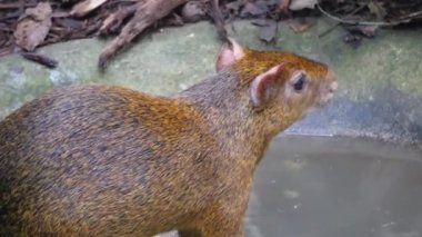 Azara 'nın agouti kemirgeni. Azara agouti, Dasyproctidae familyasından bir agouti türüdür. Brezilya, Paraguay ve Arjantin 'de bulunur.