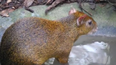 Azara 'nın agouti kemirgeni. Azara agouti, Dasyproctidae familyasından bir agouti türüdür. Brezilya, Paraguay ve Arjantin 'de bulunur.