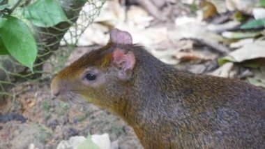 Azara 'nın agouti kemirgeni. Azara agouti, Dasyproctidae familyasından bir agouti türüdür. Brezilya, Paraguay ve Arjantin 'de bulunur.