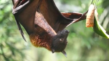 Megabat / meyve yarasa / uçan tilki ağaçta meyve yiyor.