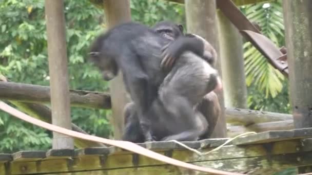 Šimpanz Šimpanz Hrají Tree House Šimpanz Známý Také Jako Jednoduše — Stock video