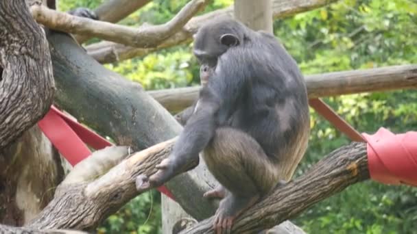 Szympans Szympans Grający Domku Drzewie Szympans Znany Również Jako Zwykły — Wideo stockowe