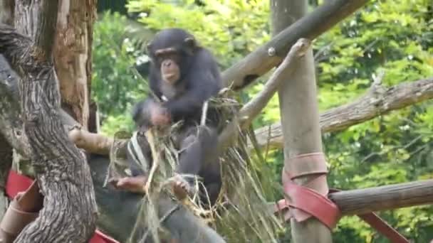 チンパンジーとチンパンジーがツリーハウスで遊んでいる チンパンジーは単にチンパンジーと呼ばれています — ストック動画