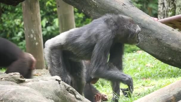 Шимпанзе Шимпанзе Грають Tree House Шимпанзе Також Відомий Просто Шимпанзе — стокове відео