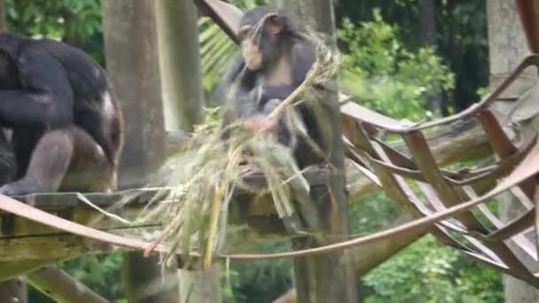 Chimpancé Chimpancé Jugando Tree House Chimpancé También Conocido Como Simplemente — Vídeos de Stock