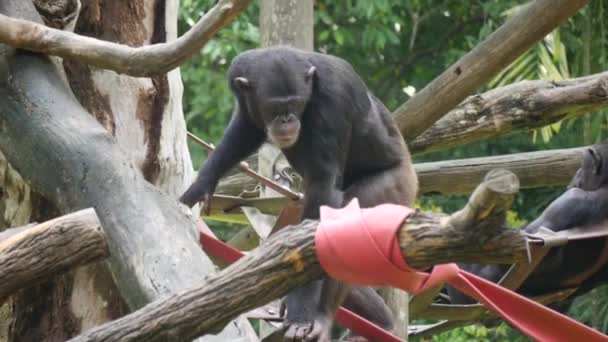 Шимпанзе Шимпанзе Грають Tree House Шимпанзе Також Відомий Просто Шимпанзе — стокове відео