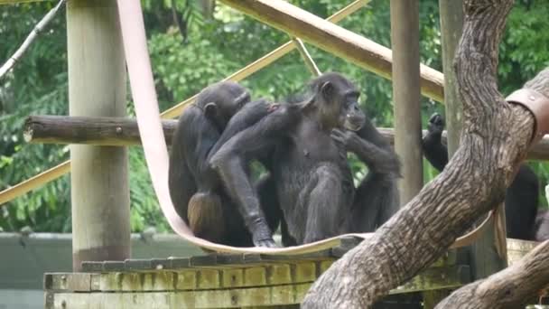 Csimpánz Csimpánz Játszik Tree House Csimpánz Más Néven Egyszerű Csimpánz — Stock videók