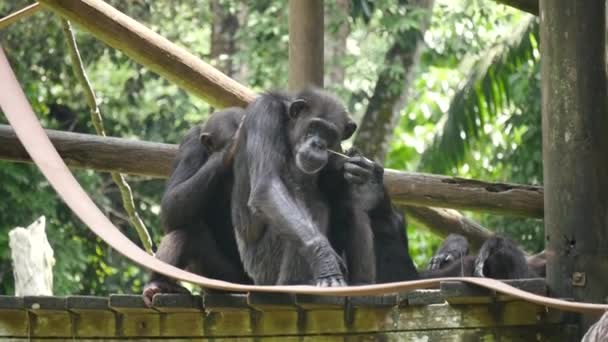 Schimpanse Schimpanse Beim Spielen Baumhaus Schimpanse Auch Als Schimpanse Bekannt — Stockvideo