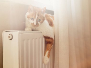 Red cat lying on a white battery. Heating season, apartment heating, home heat. Pet feeling cold at home having heating problem 