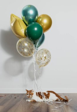 Cute red fluffy cat with colorful balloons. Birthday surprise for a child, dream of a pet