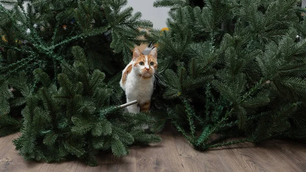 Domestic Red Cat Dropped Christmas Tree Room Christmas New Year — Fotografia de Stock