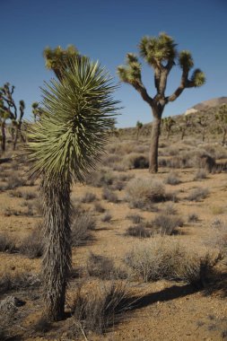 Joshua Tree Ulusal Parkı